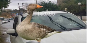 Απίστευτο τροχαίο στα Χανιά! Πάπια έπεσε ουρανοκατέβατη στο παρμπρίζ διερχόμενου ΙΧ