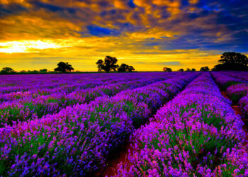 Π.Ε. Κοζάνης: Μικρή η ζήτηση σε αιθέρια έλαια λεβάντας – Ασύμφορες οι τιμές πώλησης