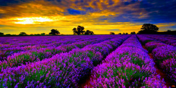 Π.Ε. Κοζάνης: Μικρή η ζήτηση σε αιθέρια έλαια λεβάντας – Ασύμφορες οι τιμές πώλησης