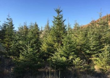 Π.Ε. Κοζάνης: Στολισμός πλαστικών ή φυσικών δέντρων; Τι επιλέγουν συνήθως οι κάτοικοι της περιοχής;