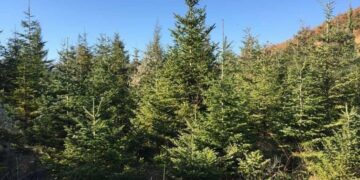 Π.Ε. Κοζάνης: Στολισμός πλαστικών ή φυσικών δέντρων; Τι επιλέγουν συνήθως οι κάτοικοι της περιοχής;