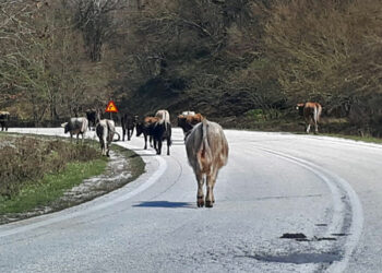 Ανάστατοι όλο το χωριό - Αγελάδες "το έσκασαν" από το μαντρί και προκάλεσαν ατύχημα στο χωριό Ψαράδες Πρεσπών