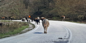 Ανάστατοι όλο το χωριό - Αγελάδες "το έσκασαν" από το μαντρί και προκάλεσαν ατύχημα στο χωριό Ψαράδες Πρεσπών