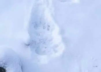 Γρεβενά: Αρκούδα έκανε «βόλτα» στο χιονοδρομικό Κέντρο Βασιλίτσας