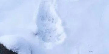 Γρεβενά: Αρκούδα έκανε «βόλτα» στο χιονοδρομικό Κέντρο Βασιλίτσας