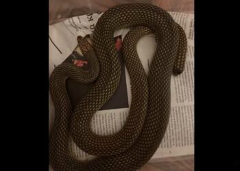 Θεσσαλονίκη: Απίστευτο VIDEO – 4 φίδια τρύπωσαν σε κελάρι με κρασιά