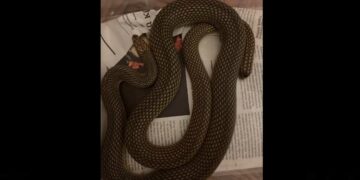 Θεσσαλονίκη: Απίστευτο VIDEO – 4 φίδια τρύπωσαν σε κελάρι με κρασιά