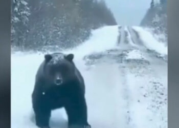 Καϊμακτσαλάν: Οδηγός συνάντησε τεράστια αρκούδα στον δρόμο - Σοκαρίστηκε με το μέγεθος της (Video)