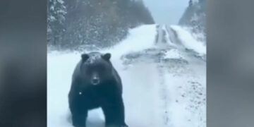 Καϊμακτσαλάν: Οδηγός συνάντησε τεράστια αρκούδα στον δρόμο - Σοκαρίστηκε με το μέγεθος της (Video)