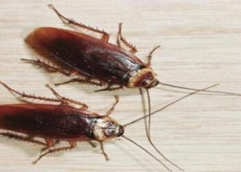 Λάρισα: Γυναίκα πήγε στο νοσοκομείο με κατσαρίδα στο αυτί της