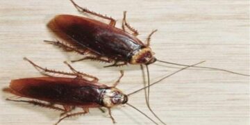 Λάρισα: Γυναίκα πήγε στο νοσοκομείο με κατσαρίδα στο αυτί της