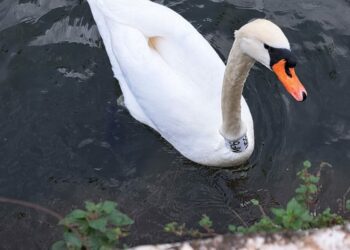 Ο θλιμμένος κύκνος της Καστοριάς που έχασε το ταίρι του και τώρα ζει μοναχικά στα Γιάννενα – Η ιστορία του
