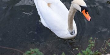 Ο θλιμμένος κύκνος της Καστοριάς που έχασε το ταίρι του και τώρα ζει μοναχικά στα Γιάννενα – Η ιστορία του