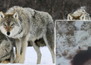 Μεσόβουνο: Αγέλη λύκων κατασπάραξε κυνηγετικό σκύλο - Δεν είναι το πρώτο περιστατικό - Προβληματισμένοι οι κυνηγοί