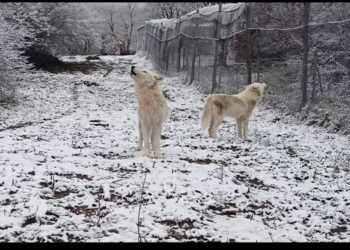 Όταν οι λύκοι υποδέχονται το χιόνι – Δείτε βίντεο του Αρκτούρου