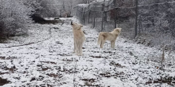 Όταν οι λύκοι υποδέχονται το χιόνι – Δείτε βίντεο του Αρκτούρου
