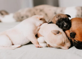 Αμαλιάδα: Πρόστιμο 250.000 ευρώ σε 72χρονο που εγκατέλειψε νεογέννητα κουτάβια σε δάσος