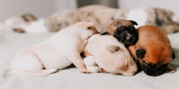 Αμαλιάδα: Πρόστιμο 250.000 ευρώ σε 72χρονο που εγκατέλειψε νεογέννητα κουτάβια σε δάσος