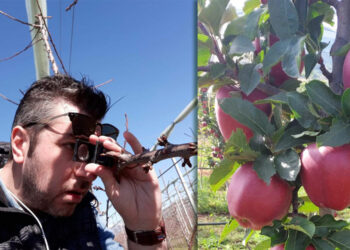 Στράτος Τσακίρης (Γεωπόνος): Προβλήματα δημιουργούν οι καλές καιρικές συνθήκες κυρίως σε δενδροκαλλιέργειες