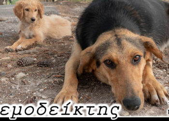 Τα αδέσποτα και η… οφθαλμαπάτη! – Από τη στήλη ΑΝΕΜΟΔΕΙΚΤΗΣ (27/1)