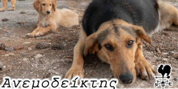 Τα αδέσποτα και η… οφθαλμαπάτη! – Από τη στήλη ΑΝΕΜΟΔΕΙΚΤΗΣ (27/1)