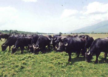 Το παρελθόν επιστρέφει… – Όταν 50 χρόνια πριν εκτρέφονταν πολυάριθμα βουβάλια στην Άρδασσα