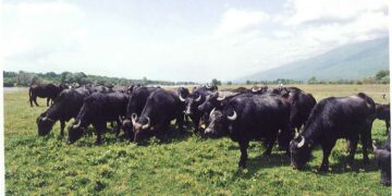 Το παρελθόν επιστρέφει… – Όταν 50 χρόνια πριν εκτρέφονταν πολυάριθμα βουβάλια στην Άρδασσα