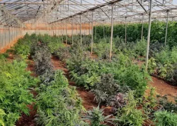 Κρήτη: Δουλειές με …φούντες – Καλλιεργούσαν σε θερμοκήπιο 744 δενδρύλλια κάνναβης