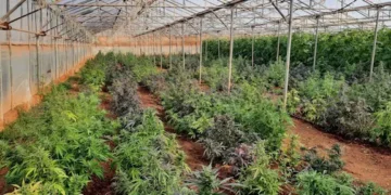Κρήτη: Δουλειές με …φούντες – Καλλιεργούσαν σε θερμοκήπιο 744 δενδρύλλια κάνναβης