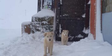 Βασιλίτσα: Με νέα χιονόπτωση ξεκίνησε η εβδομάδα – Δείτε φωτογραφίες