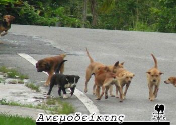 Θα υιοθετήσουν τα αδέσποτα. Αλλά θα τα κρατήσουν; – Από τη στήλη ΑΝΕΜΟΔΕΙΚΤΗΣ