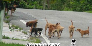 Θα υιοθετήσουν τα αδέσποτα. Αλλά θα τα κρατήσουν; – Από τη στήλη ΑΝΕΜΟΔΕΙΚΤΗΣ