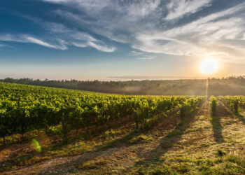 Άγιος Τρύφων: Προστάτης των αγροτών και των αμπελουργών – Ο Άγιος της υπαίθρου