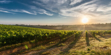Άγιος Τρύφων: Προστάτης των αγροτών και των αμπελουργών – Ο Άγιος της υπαίθρου