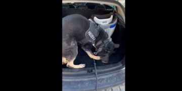 Θεσσαλονίκη: Είχαν κρύψει ηρωίνη και κοκαΐνη σε παιδικό κάθισμα αυτοκινήτου αλλά τα “μύρισε” ο «Ακύλας»-VIDEO