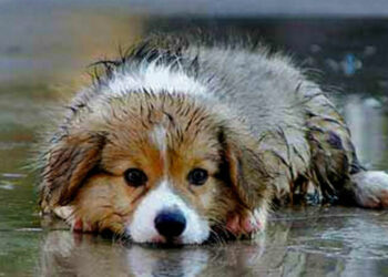 Ανακοίνωση Δήμου Εορδαίας για τη μέριμνα των αδέσποτων ζώων λόγω του παγετού