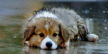 Ανακοίνωση Δήμου Εορδαίας για τη μέριμνα των αδέσποτων ζώων λόγω του παγετού