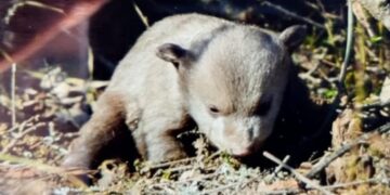 Καστοριά: Αρκούδα με δύο νεογέννητα σε αγρόκτημα – Επιχείρηση από την Ομάδα Άμεσης Επέμβασης