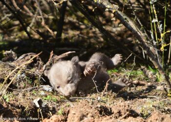 O N. Παναγιωτόπουλος (ΑΡΚΤΟΥΡΟΣ) για το πολύ δύσκολο περιστατικό με τα λίγων ημερών αρκουδάκια και τη φωλιά της μητέρας τους στην Καστοριά-VIDEO