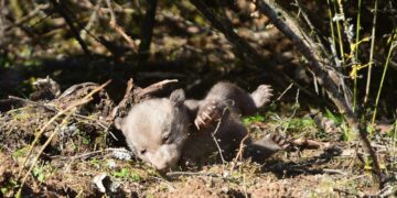 O N. Παναγιωτόπουλος (ΑΡΚΤΟΥΡΟΣ) για το πολύ δύσκολο περιστατικό με τα λίγων ημερών αρκουδάκια και τη φωλιά της μητέρας τους στην Καστοριά-VIDEO
