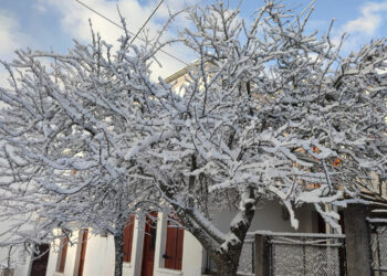 Κορυφή Βοΐου: Ντυμένη στα λευκά (φωτογραφίες)