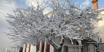 Κορυφή Βοΐου: Ντυμένη στα λευκά (φωτογραφίες)