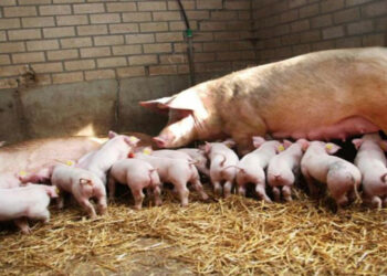 Κτηνιατρική Υπηρεσία Π.Ε. Κοζάνης: Ενεργοποιήθηκε το «Σχέδιο αντιμετώπισης  έκτακτης ανάγκης για την καταπολέμηση της Αφρικανικής Πανώλης των Χοίρων»