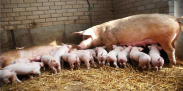 Κτηνιατρική Υπηρεσία Π.Ε. Κοζάνης: Ενεργοποιήθηκε το «Σχέδιο αντιμετώπισης  έκτακτης ανάγκης για την καταπολέμηση της Αφρικανικής Πανώλης των Χοίρων»