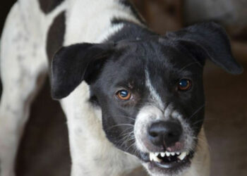 Πάτρα: Σκύλοι επιτέθηκαν σε διανομέα – Μεταφέρθηκε στο νοσοκομείο