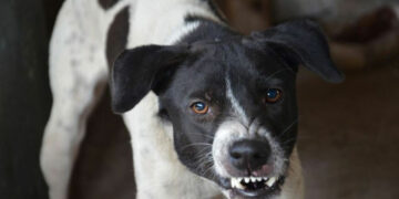 Πάτρα: Σκύλοι επιτέθηκαν σε διανομέα – Μεταφέρθηκε στο νοσοκομείο