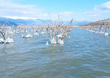 Στη λίμνη Βεγορίτιδα μπορείς να ψαρέψεις και ….ροδάκινα!- Φοβερές εικόνες από δέντρα (!) στη λίμνη – Τι είχε συμβεί