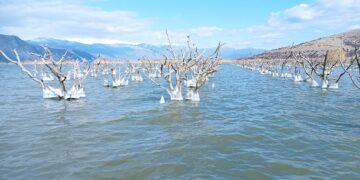 Στη λίμνη Βεγορίτιδα μπορείς να ψαρέψεις και ….ροδάκινα!- Φοβερές εικόνες από δέντρα (!) στη λίμνη – Τι είχε συμβεί