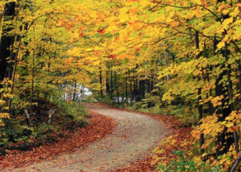 21η Μαρτίου: Παγκόσμια Ημέρα Δασών – Δράσεις με δενδροφυτεύσεις σε όλη τη Δυτική Μακεδονία
