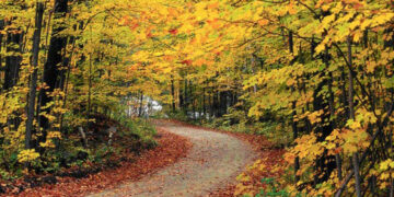 21η Μαρτίου: Παγκόσμια Ημέρα Δασών – Δράσεις με δενδροφυτεύσεις σε όλη τη Δυτική Μακεδονία